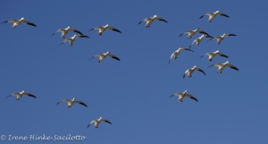 Snow Geese landing Chincoteague