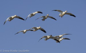Snow geese flying into Chincoteague
