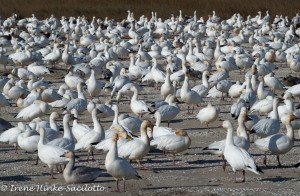 Snow Geese Flock at Chincoteague