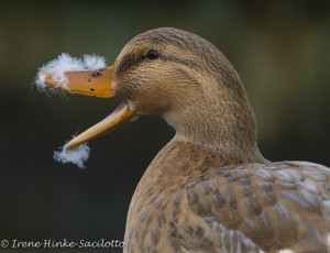 Mallard Duck Quacking in town of Chincoteague