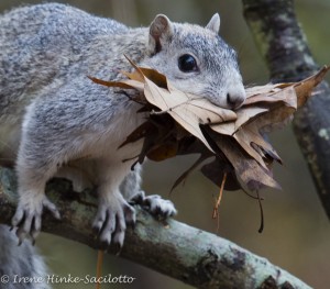 Squirrel gathering leaves for nest at Chincoteague