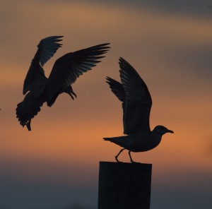 Sunset at Chincoteague