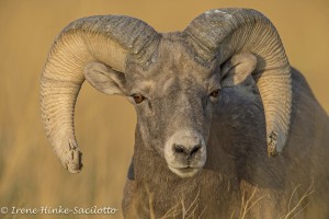 Was comfortable with me photographing it. Went back to eating.