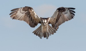 Near a nest, blinds can be useful for photographing wildlife.