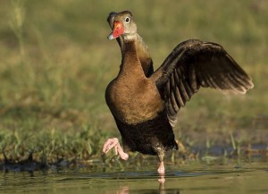 For wildlife photography, observing patterns of behavior are useful.