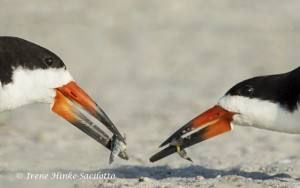 Capture wildlife photos with the help of blind.