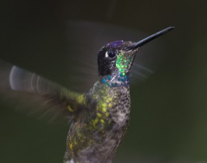 Hummer stalled in mid-air