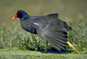 Common Gallinule stretching.