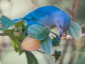 Sayaca Tanager is a beautiful small bird eating berries.