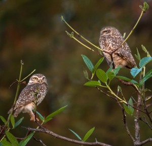 Burrowing owls nest in burrows in the Pantanal.