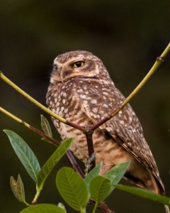Burrowing Owls are found in Brazil and Argentina..