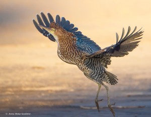 Tiger Heron are found along the river banks in the Pantanal.