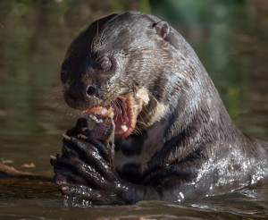 Giant River Otters are rare but found in the Brazilian Pantanal.