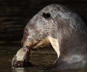 Giant River Otter are rare but found in the Brazilian Pantanal.