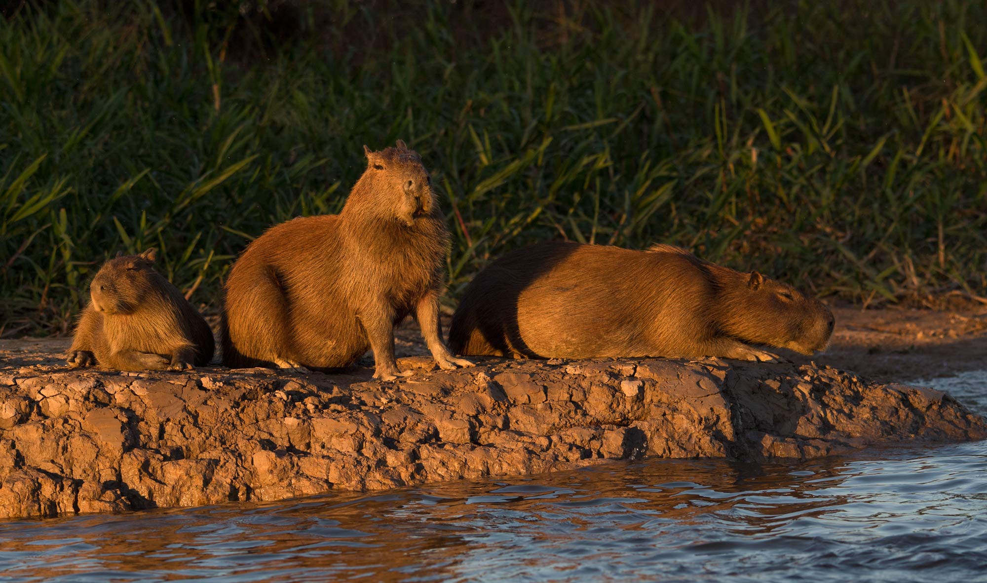 Capybara are the largest rodents. Found in the Pantanal.