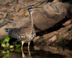 Sun bitterns are found in the Brazilian Pantanal.