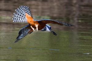 Ringed Kingfishers are frequently seen in the Brazilian Pantanal.