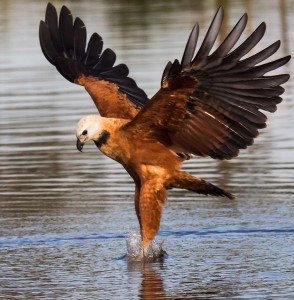 Black-collared Hawk catching fish in a river in the Pantanal.