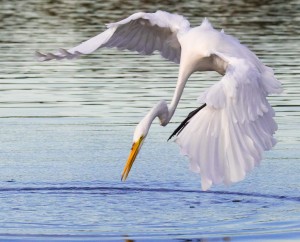 Great egret diving after fish in the Pantanal