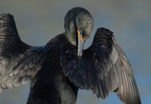 Cormorant drying wings