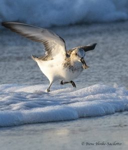 Sanderling running from wave