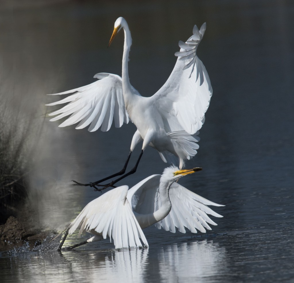 Egrets fighting over fish while scouting for my photo workshop on Tangier Island.