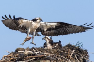 Osprey with fish at nest.on Tangier Island shot several days before my 2016 photo workshop on Tangier Island.