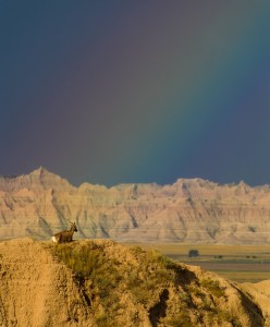 Bighorn ram on ridge with rainbow in South Dakota Badlands