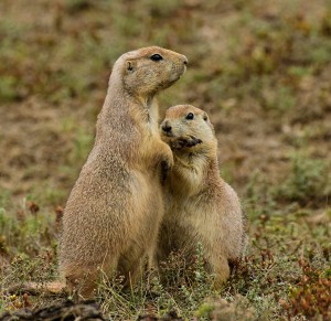 Praire Dog biting paw.in Badlands NP, South Dakota.