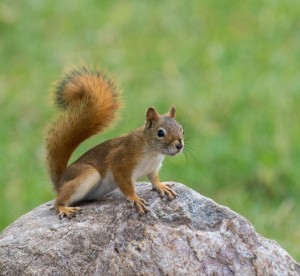 Bighorn Ram on ridge with rainbow in Badlands NP in South Dakota