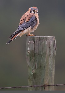 Kestrel on post in North Dakota farmland.