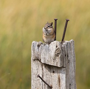 Chipmunk on post along farm road in North Dakota