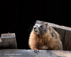 Marmot hiding in shed photographed in South Dakota.