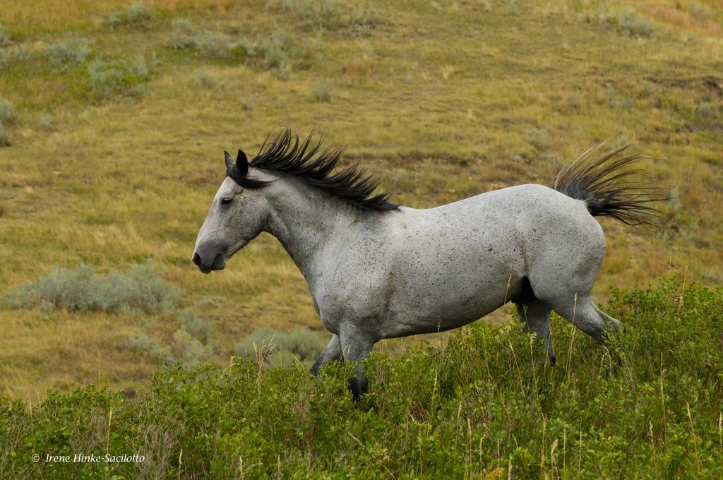 Wild horse in the North Dakota Badlands