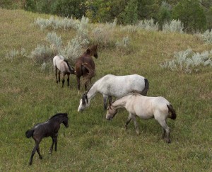 Wild horses of North Dakota Badlands.