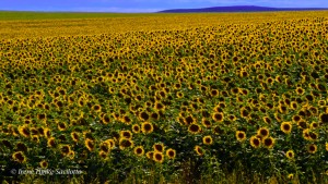 Large sunflower fields are found in North and South Dakota.