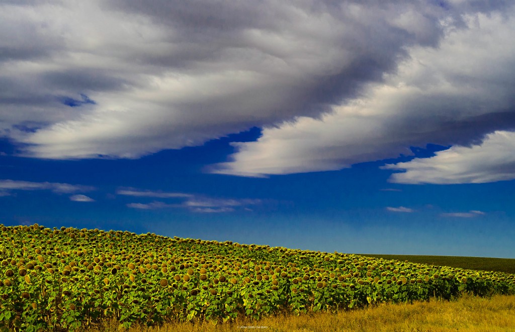 Sunflower field in South Dakota. Clouds added a nice touch.