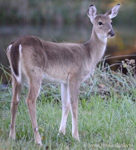 Deer photographed just outside of Grandview.