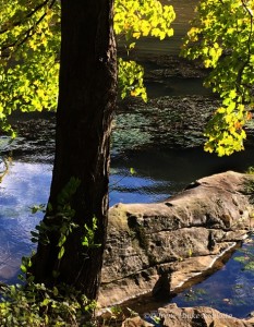 Shot with the cell phone below Hawks Nest on the trail to Turkey Creek Falls.
