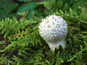 Cell phone shot of a mushroom along the trail to the canyon rim. of the New River Gorge.