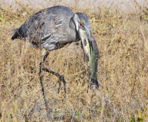 Great Blue Heron eating fish.
