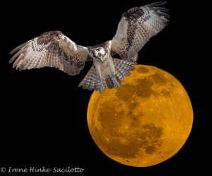 Osprey Photo Workshop Logo