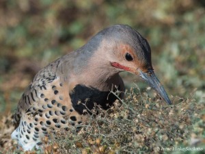 Northern Flicker feeding in field