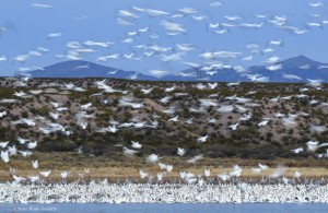 Snow Geese Landing slow motion