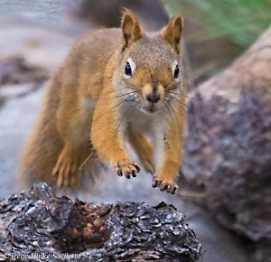 Red Squirrel jumping off of log