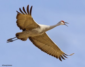 Sandhill Crane in Flight Calling