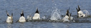 Pintails splashing