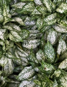 Leaf pattern captured with cell phone