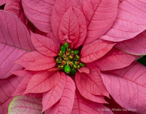 Poinsettia
