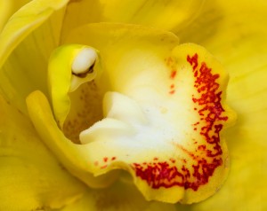 Yellow Orchid Center